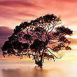 Profile photo of Serhan Demirdöğen